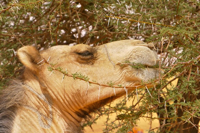 Mauritania